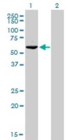 GTF2H1 Antibody (1F12-1B5), Novus Biologicals 0.1 mg | Buy Online | Novus Biologicals | Fisher Scientific