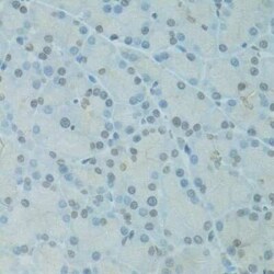 GTF2H2C Antibody - BSA Free, Novus Biologicals 100 &mu;g; Unconjugated:Antibodies,