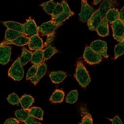 GTF2H2C Antibody (PCRP-GTF2H2C-2C9) - Azide and BSA Free, Novus Biologicals