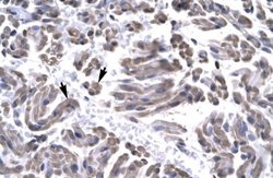 GTF2H3 Antibody, Novus Biologicals 100 &mu;L | Buy Online | Novus Biologicals | Fisher Scientific