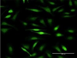 GTF2IRD1 Antibody (2C7), Novus Biologicals 0.1 mg | Buy Online | Novus Biologicals | Fisher Scientific