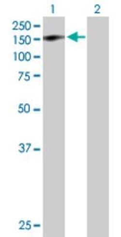 GTF2IRD1 Antibody, Novus Biologicals 0.05 mg | Buy Online | Novus Biologicals | Fisher Scientific