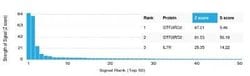 GTF2IRD2 Mouse anti-Human, Clone: PCRP-GTF2IRD2-1B12, Novus Biologicals:Antibodies:Primary