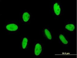 GTF2IRD2 Antibody, Novus Biologicals 50 &mu;g; Unconjugated:Antibodies,