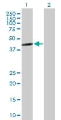 GTP binding protein era homolog Antibody, Novus Biologicals 0.05 mg | Buy Online | Novus Biologicals | Fisher Scientific