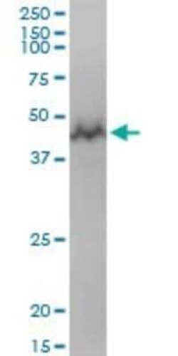 GTPBP3 Antibody, Novus Biologicals 0.05 mg | Buy Online | Novus Biologicals | Fisher Scientific