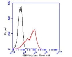 GTPBP4, Rabbit anti-Human, Clone: JE47-47, Novus Biologicals 100 uL; Unconjugated:Antibodies,