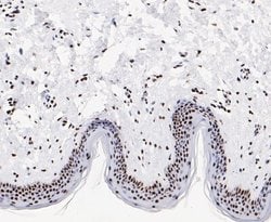 GTPBP4, Rabbit anti-Human, Clone: JE47-47, Novus Biologicals 100 uL; Unconjugated:Antibodies,