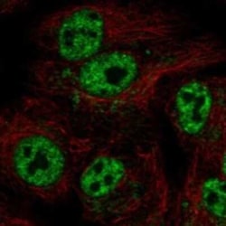 GTPBP6 Rabbit anti-Human, Polyclonal, Novus Biologicals:Antibodies:Primary