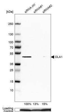 GTPBP9 Antibody, Novus Biologicals 25 &mu;L; Unconjugated:Antibodies, Polyclonal