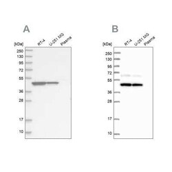 GTPBP9 Antibody, Novus Biologicals 25 &mu;L; Unconjugated:Antibodies, Polyclonal