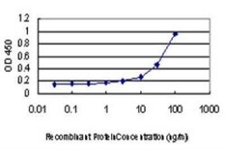 GUCY2D Antibody (7E5), Novus Biologicals 0.1 mg | Buy Online | Novus Biologicals | Fisher Scientific