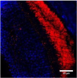GUCY2F Antibody, Novus Biologicals 100 &mu;g; Unconjugated:Antibodies,