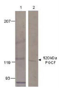 GUCY2F Antibody, Novus Biologicals 100 &mu;g; Unconjugated:Antibodies,