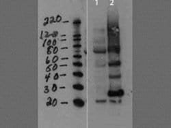 Gag-Pro-Pol polyprotein Antibody, Novus Biologicals Gag-Pro-Pol polyprotein