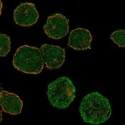 Galanin R1/GALR1 Rabbit anti-Human, Polyclonal, Novus Biologicals:Antibodies:Primary