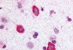 Galanin R3/GALR3 Antibody, Novus Biologicals 50 &mu;g; Unconjugated:Antibodies,