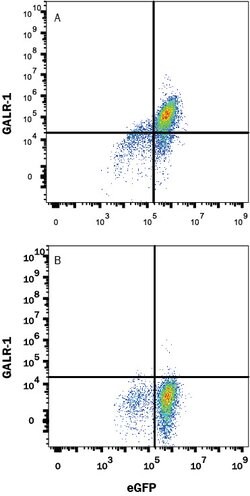 Human Galanin R1/GALR1 Antibody, R D Systems 25 ug; Unconjugated:Antibodies,
