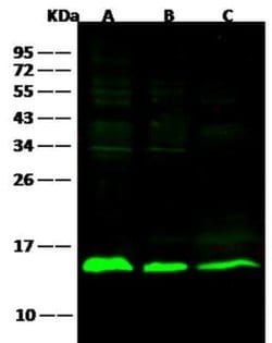 Galectin-1 Rabbit anti-Human, Clone: 1, Novus Biologicals:Antibodies:Primary