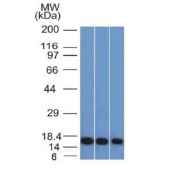 Galectin-1 Antibody (GAL1/1831), Novus Biologicals 20&mu;g; Unlabeled:Antibodies,