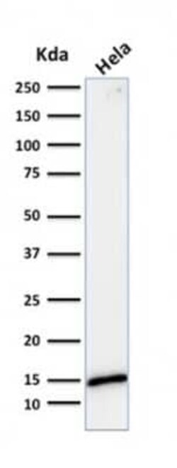 Galectin-1 Antibody (GAL1/1831), Novus Biologicals 20&mu;g; Unlabeled:Antibodies,