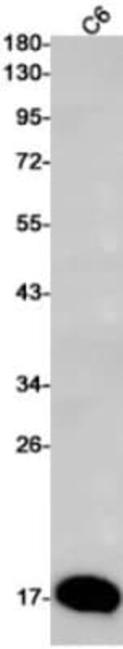Galectin-14/LGALS14 Antibody (S09-6C1), Novus Biologicals:Antibodies:Primary