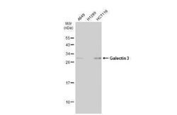 Galectin-3 Antibody (GT12712), Novus Biologicals 100 &mu;g | Buy Online | Novus Biologicals | Fisher Scientific