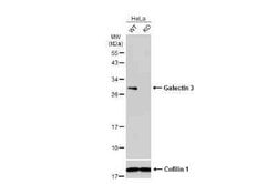 Galectin-3 Antibody (GT12712), Novus Biologicals 100 &mu;g | Buy Online | Novus Biologicals | Fisher Scientific