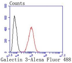 Galectin-3 Rabbit anti-Human, Mouse, Rat, Clone: JF39-10, Novus Biologicals