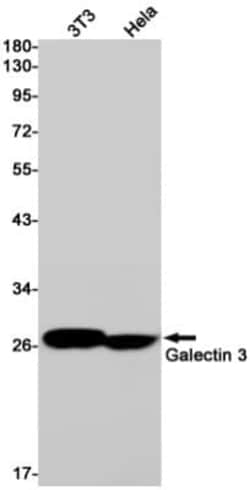 Galectin-3 Antibody (S05-8J4), Novus Biologicals:Antibodies:Primary Antibodies