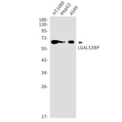Galectin-3BP/MAC-2BP/LGALS3BP Rabbit anti-Human, Mouse, Rat, Clone: S03-5B8,