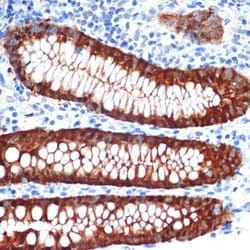 Galectin-4 Rabbit anti-Human, Mouse, Rat, Clone: 9Z2B5, Novus Biologicals