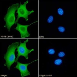 Galectin-9 Antibody (RG9-35) - Chimeric - Azide and BSA Free, Novus Biologicals