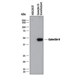 Human Galectin-9 Antibody, R D Systems:Antibodies:Primary Antibodies