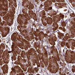 Gas1 Antibody, Novus Biologicals:Antibodies:Primary Antibodies
