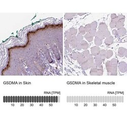 Gasdermin-A Antibody, Novus Biologicals 25 &mu;L, Unconjugated:Antibodies,