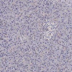 Gasdermin-A Antibody, Novus Biologicals:Antibodies:Primary Antibodies