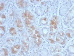 Gastrin Mouse anti-Human, Clone: GAST/2634, Novus Biologicals:Antibodies:Primary