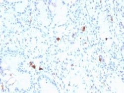 Gastrin Mouse anti-Human, Clone: GAST/2634, Novus Biologicals:Antibodies:Primary