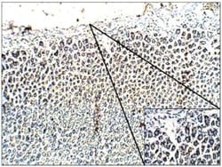Gastrin Antibody, Novus Biologicals 100 &mu;g | Buy Online | Novus Biologicals | Fisher Scientific