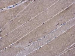 Gelsolin/GSN Antibody (GT1656), Novus Biologicals 100 &mu;g | Buy Online | Novus Biologicals | Fisher Scientific