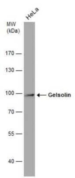 Gelsolin/GSN Antibody (GT1656), Novus Biologicals 100 &mu;g | Buy Online | Novus Biologicals | Fisher Scientific