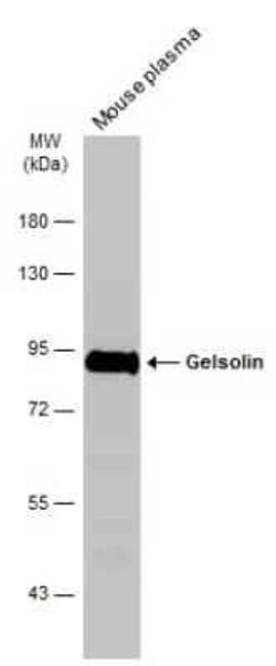 Gelsolin/GSN Antibody (GT1656), Novus Biologicals 100 &mu;g | Buy Online | Novus Biologicals | Fisher Scientific