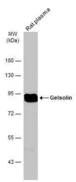 Gelsolin/GSN Antibody (GT1656), Novus Biologicals 100 &mu;g | Buy Online | Novus Biologicals | Fisher Scientific