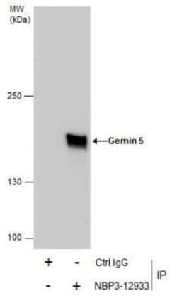 Gemin 5 Antibody, Novus Biologicals 100 &mu;g | Buy Online | Novus Biologicals | Fisher Scientific