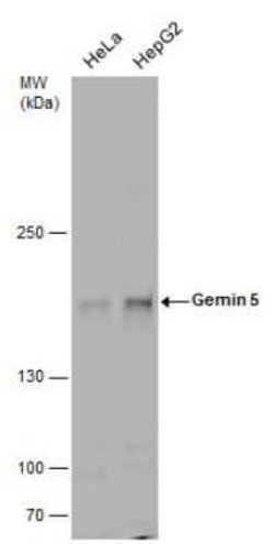 Gemin 5 Antibody, Novus Biologicals 100 &mu;g | Buy Online | Novus Biologicals | Fisher Scientific