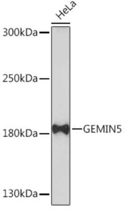Gemin 5 Rabbit anti-Human, Mouse, Rat, Polyclonal, Novus Biologicals 20 &mu;g | Buy Online | Novus Biologicals | Fisher Scientific