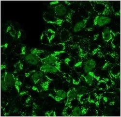 Geminin Mouse anti-Human, Clone: GMNN/3665, Novus Biologicals 100 &mu;g;