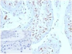 Geminin Mouse anti-Human, Clone: GMNN/3665, Novus Biologicals 100 &mu;g;