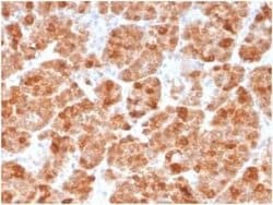 Geminin Mouse anti-Human, Clone: GMNN/3665, Novus Biologicals 100 &mu;g;